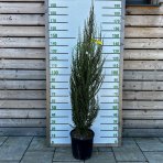 Borievka skalná (Juniperus scopulorum) ´BLUE ARROW´- výška 150-180 cm, kont. C15L